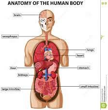 Human Body​