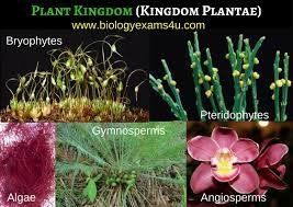 Plant Kingdom Questions